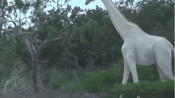 Jerapah. (Foto: Brightside)