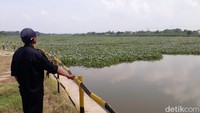 Begini penampakan eceng gondok yang memenuhi Bendungan Gerak di kawasan Bojonegoro, Jawa Timur.