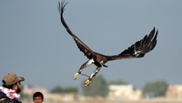 Salah seorang peserta lomba melatih elang peliharaannya dalam peringatan Hari Berburu Elang Sedunia di Borg al-Arab, Mesir.