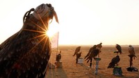 Tak hanya untuk memelihara warisan kebudayaan Mesir, perayaan Hari Berburu Elang Sedunia itu pun dilakukan untuk menyebarkan kesadaran tentang burung pemangsa tersebut melalui sejumlah kegiatan yang dilakukan oleh para pecinta elang itu.