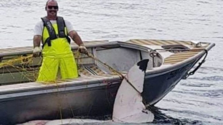 Hiu Putih 4,6 Meter Ditemukan Mati di Pantai Sydney Hiu Putih 4,6 Meter Ditemukan Mati di Pantai Sydney
