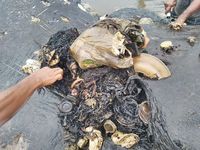 Isi perut bangkai paus yang penuh sampah (dok Istimewa)