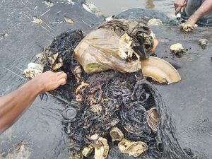 Tragedi Paus Akibat Sampah Terbawa Arus