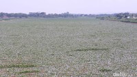 Keberadaan eceng gondok menyebabkan air di sungai berubah drastis. Bila air sungai bening, kini berubah menjadi kecoklatan. Bahkan air di sekitar lokasi mengeluarkan bau busuk hingga radius 200 meter dari tepi sungai.