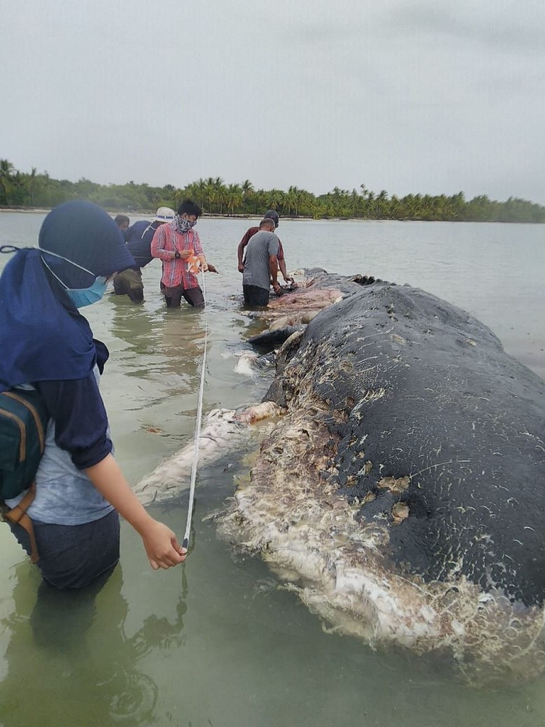 Gambar Animasi Lucu Hari Raya Kurban Pambabomacom