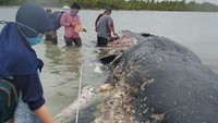 Ditemukan sampah plastik dengan komposisi sampah gelas plastik 750 gr (115 buah), plastik keras 140 gr (19 buah), botol plastik 150 gr (4 buah), kantong plastik 260 gr (25 buah), ujar Kepala Balai Taman Nasional Heri Santoso dalam keterangannya.