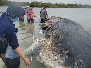 Please Jangan Buang Lagi Sampah ke Laut, Paus Sampai Mati Tuh