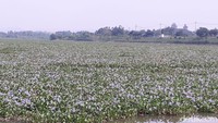 Menurut keterangan warga setempat, eceng gondok-eceng gondok ini sudah terlihat hampir dua pekan. 