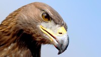 Elang merupakan hewan yang diagungkan dalam sejarah kehidupan Mesir. Hewan karnivora itu pun menjadi perlambang dari Dewa Horus yang memiliki kepala seperti elang.