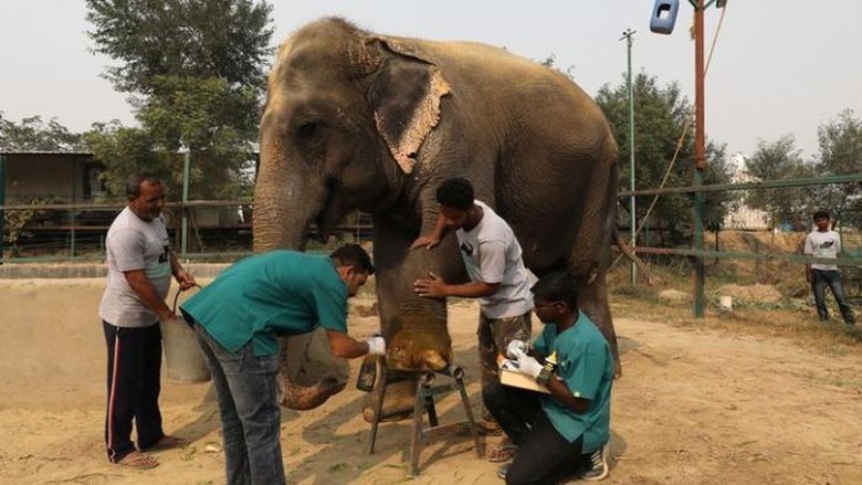 India Punya Rumah Sakit Khusus Pertama untuk Gajah India Punya Rumah Sakit Khusus Pertama untuk Gajah