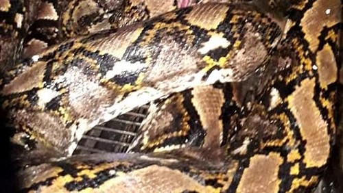 Ular piton sepanjang 6 meter menggegerkan warga di Desa Pawan, Kecamatan Rambah Samo, Kabupaten Rokan Hulu (Rohul) di Riau. Ular itu akhirnya ditangkap warga dan diserahkan ke Balai Besar Konservasi Sumber Daya Alam (BBKSDA) Riau.