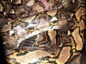 Penampakan Ular Piton 6 Meter di Kebun Karet Riau