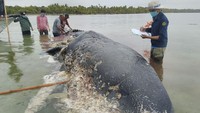 Dirangkum detikcom, Selasa (20/11/2018), isi perut bangkai paus itu dipenuhi plastik. Selain sampah plastik, ditemukan sandal jepit.
