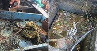 Dipenuhi Tikus dan Kecoa, Belasan Kedai Makan di Penang Terpaksa Ditutup