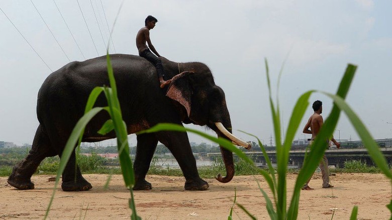 Pertama Kalinya, Rumah Sakit Gajah Didirikan di India Pertama Kalinya, Rumah Sakit Gajah Didirikan di India
