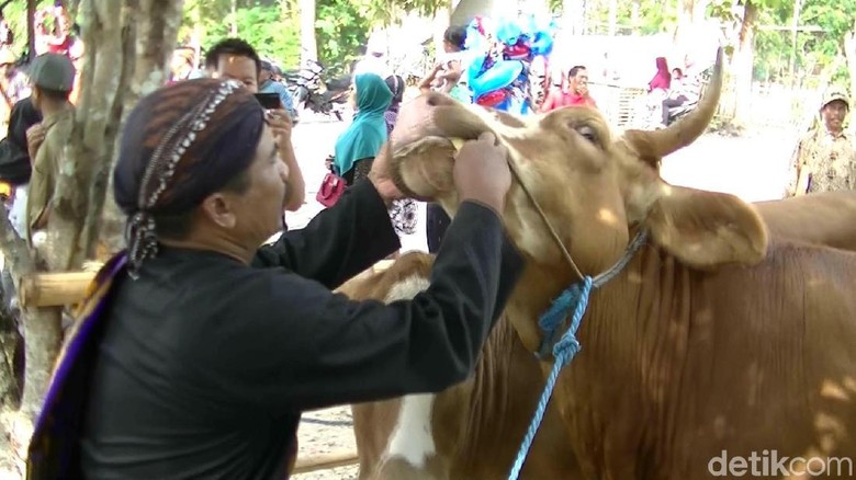 Melihat Tradisi Gumbregan di Gunungkidul, Puluhan Sapi Santap Ketupat Melihat Tradisi Gumbregan di Gunungkidul, Puluhan Sapi Santap Ketupat