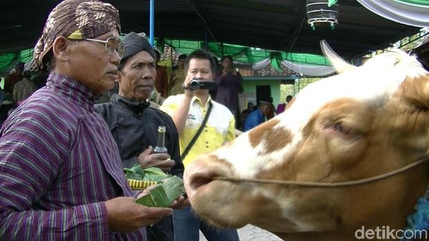 Melihat Tradisi Gumbregan di Gunungkidul, Puluhan Sapi 