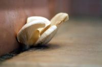 Terlalu Kotor dan Lembab, Jamur Liar Ini Tumbuh di Lap Pel