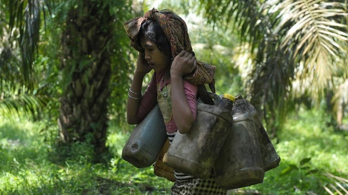 Orang Rimba masih memegang teguh kearifan lokal yang dianut secara turun-temurun. Alih fungsi hutan menjadi ancaman bagi keberlangsungan hidup mereka kini.
