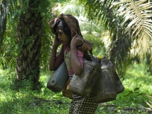 Pengelola HTI Serap Hasil Hutan Petani hingga Suku Anak Dalam