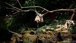 Potret Kali Ciliwung yang Masih Penuh Sampah