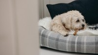 Harga untuk menginapkan anjing peliharaan di hotel tersebut adalah 46 Poundserling per malam atau sekitar Rp 859 ribu (Bath Country Pets)