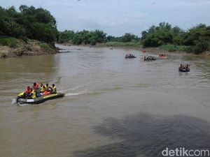 Ada Penampakan Buaya di Hilir Bengawan Solo, Amankah Wilayah Hulu?