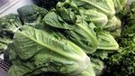 Diduga Sebarkan Bakteri E-Coli, Penjualan Selada Romaine Dilarang