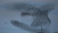 Para burung jalak itu berkumpul di sebelum matahari terbenam dan melakukan gerakan berputar-putar seakan tengah menari dan membentuk beragam bentuk unik.