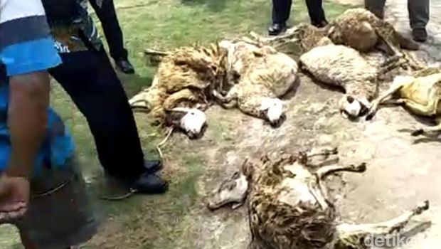 Hewan Buas Kembali Menyerang Ternak Warga di Lereng Lawu Hewan Buas Kembali Menyerang Ternak Warga di Lereng Lawu