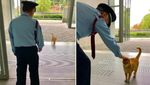 Lucu! Selama Dua Tahun, Dua Kucing Ini Coba Masuk ke Museum