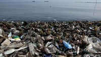 Ada yang menumpuk di pinggir pantai atau di pemukiman warga.