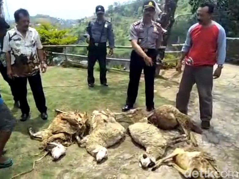 Hewan Buas Kembali Menyerang Ternak Warga di Lereng Lawu Hewan Buas Kembali Menyerang Ternak Warga di Lereng Lawu