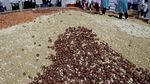 Foto: Lucunya Saat Keluarga Unta Ramai-ramai Kumpul di Bolivia
