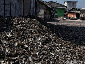 Kata Sudin LH Jakut soal Sampah Kulit Kerang di Muara Angke