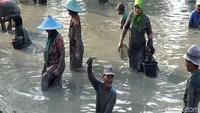 Tanpa alat dan berkubang dengan lumpur. Inilah yang membuat suasana menjadi seru dan meriah. 