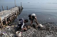 limbah kulit kerang hijau berserakan di Muara Angke