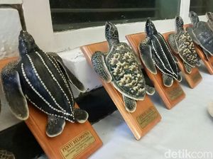 Cegah Perburuan Liar Penyu di Banyuwangi, Yuk Borong Replikanya!