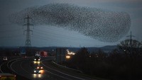 Selain itu, migrasi besar-besaran itu merupakan cara para burung jalak untuk melindungi diri dari serangan predator lain dan juga tetap membuat diri mereka hangat saat bermigrasi bersama-sama.