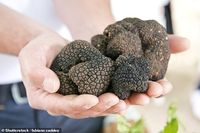 Ini Alasannya Jamur Truffle Harganya Selalu Mahal di Dunia