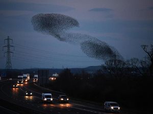 11 Juta Burung Migrasi, Warga Diminta Matikan Lampu