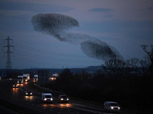 11 Juta Burung Migrasi, Warga Diminta Matikan Lampu