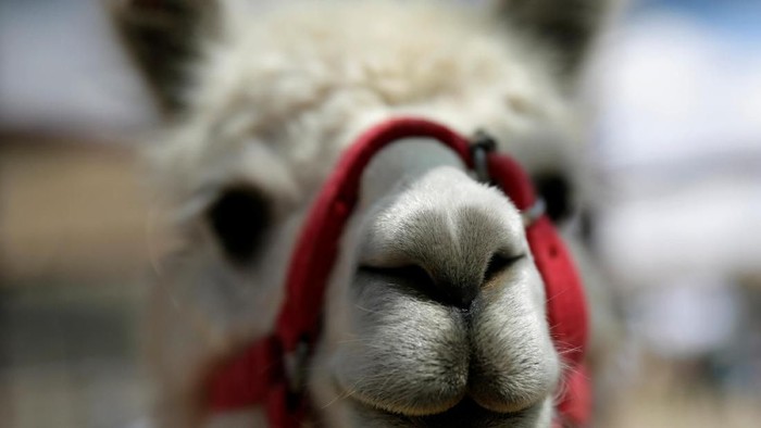 A person handles llama fiber at the Worlds Camelids Convention in Oruro, Bolivia, November 21, 2018. REUTERS/David Mercado