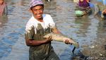 Serunya Berebut Ikan di Telaga Mungli Lamongan