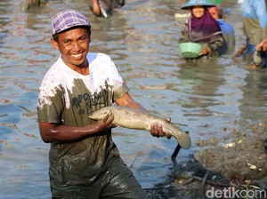 Serunya Warga Lamongan Berebut Tangkap Ikan di Peringatan Maulid Nabi