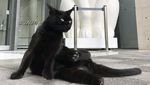 Lucu! Selama Dua Tahun, Dua Kucing Ini Coba Masuk ke Museum