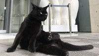 Tingkah lucu mereka itu bahkan selalu diunggah oleh pihak museum. Dok. Ist