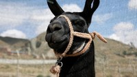 Ilama sebagai salah satu bagian dari camelidae juga terlihat dalam konvensi tersebut (Foto: Dok. REUTERS/David Mercado)