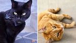 Lucu! Selama Dua Tahun, Dua Kucing Ini Coba Masuk ke Museum