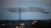 Ribuan burung jalak itu berkumpul di langit Gretna, Skotlandia untuk melakukan migrasi besar-besaran.